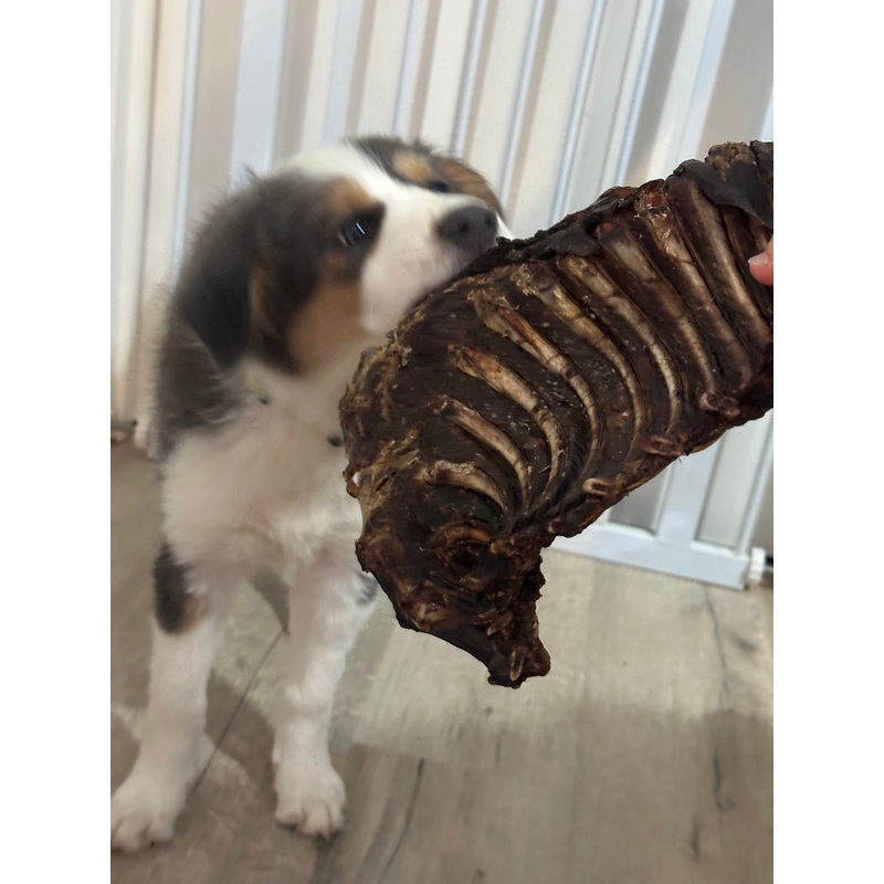 1x Just Kangaroo Rib Racks